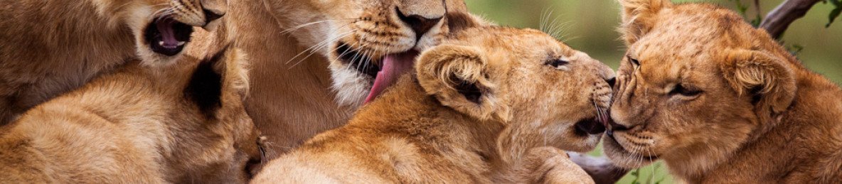 10-Day Safari Luxury in the Wild-Kenya's Untamed Beauty