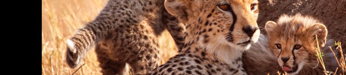 4-Day Mara & Nakuru Ultimate Group Joining Safari