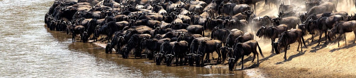 6-Day Kenya and Tanzania Fly-in Migration Safari