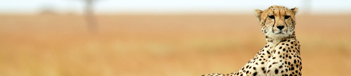 4-Day 3 Nights Masai Mara Only
