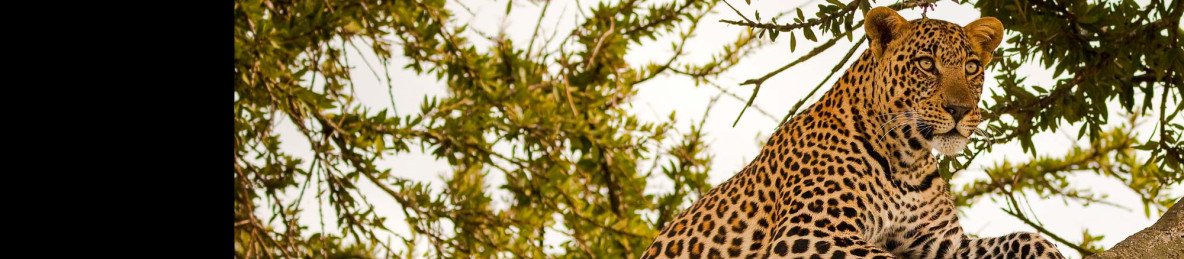 6-Day Masai Mara Honeymoon Safari - Mid Range