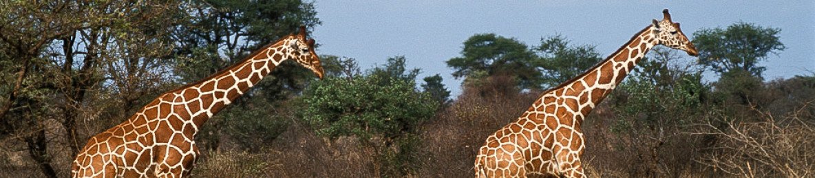 3-Day Meru National Park-Ikweta Safari Camp