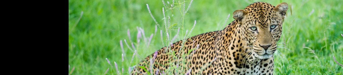 10-Day Luxury Kenya Honeymoon Safari