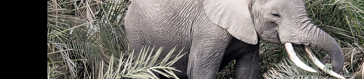 10-Day Pure Wildlife and Zanzibar Escape