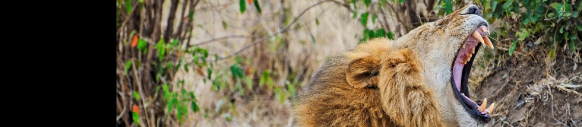 3-Day Kruger National Park Experience