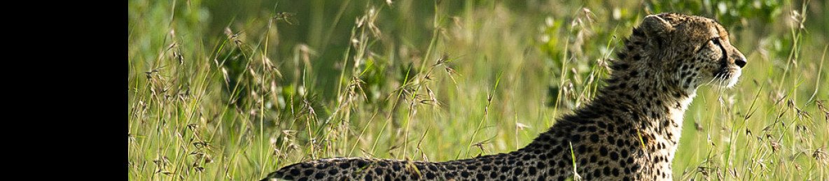 3-Day Meru National Park Wild Safari