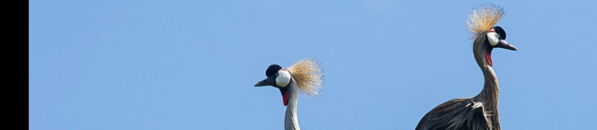 6-Day Discover Amboseli, Lake Naivasha & Masai Mara