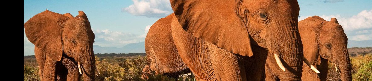 8-Day Samburu, Rhinos and Masai Mara Safari