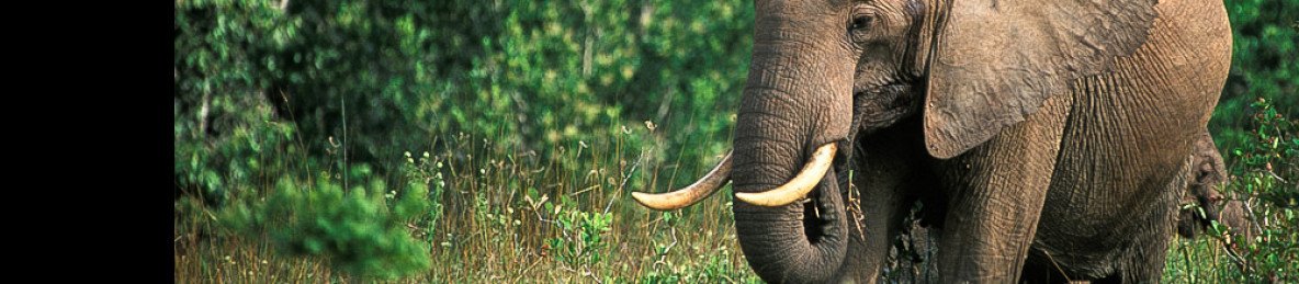 7-Day Best of Kenya Luxury Safari