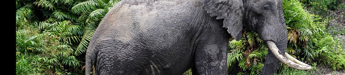 5-Day Mombasa, Shimba Hills & the Tsavos Experience