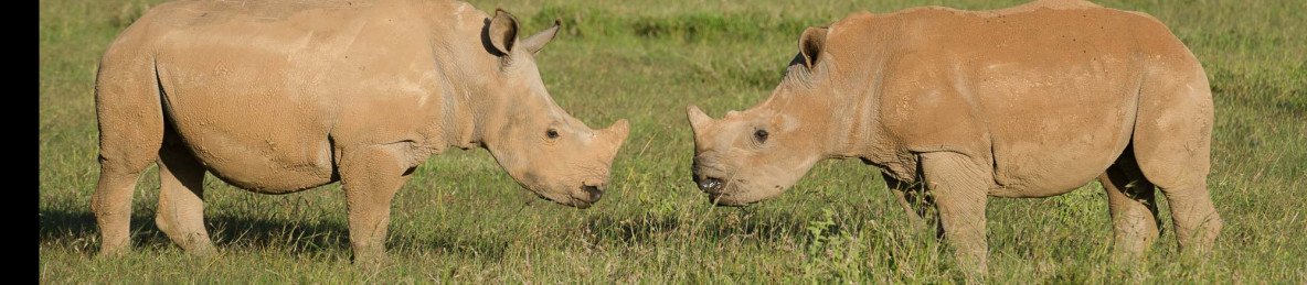 5-Day Kenya Wildlife Safari from Laikipia to Masai Mara