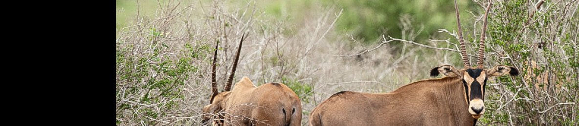 3-Day Mombasa - Tsavo East - Tsavo West Safari - Mombasa