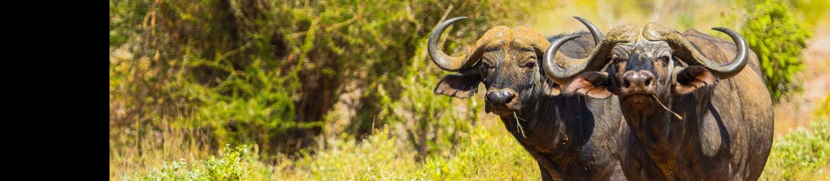 3-Day Tsavo East Safari - Pick-up & Drop-off Mombasa
