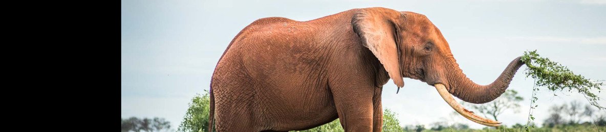 3-Day Voi Safari Lodge Tsavo East Private Tour