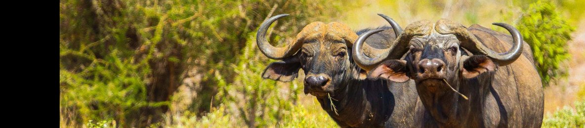 3-Day Tsavo East & West National Park from Mombasa/Diani
