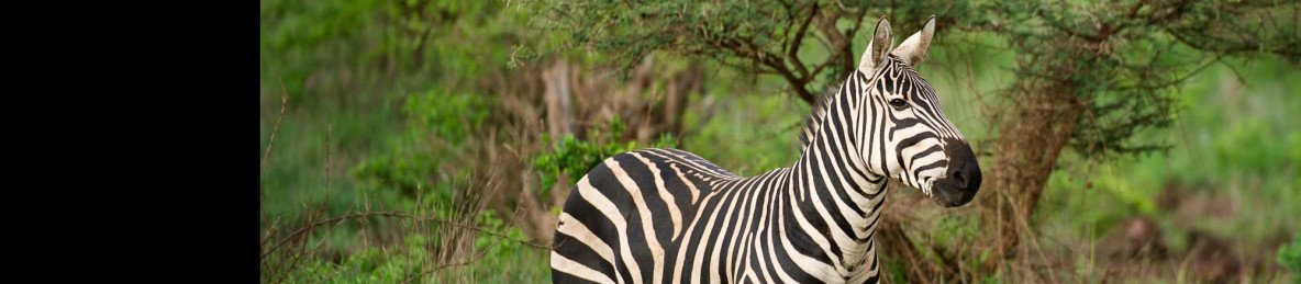 4-Day Tsavo East, West & Amboseli Parks and Peaks Safari