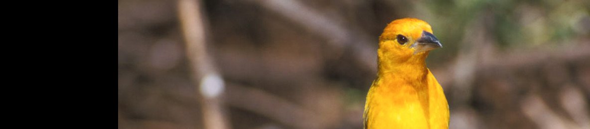 3-Day Ngulia Safari Lodge Tsavo West Private Safari
