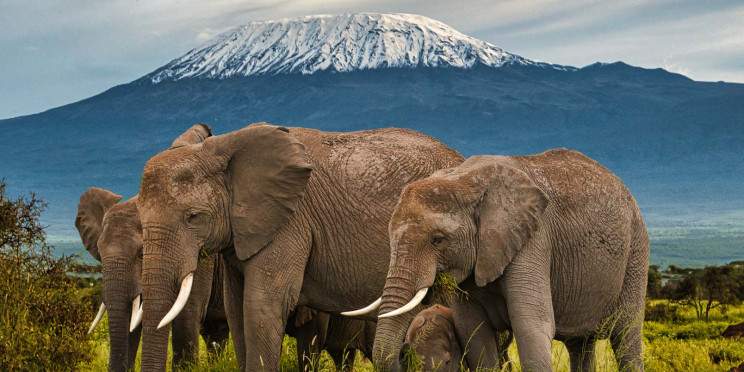 6-Day Ngutuni - Tsavo West - Amboseli & Taita Hills