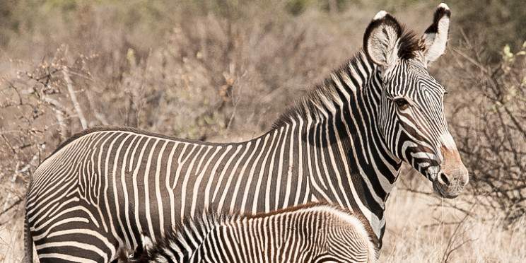 6-Day Kenyan Northern Circuit Safari