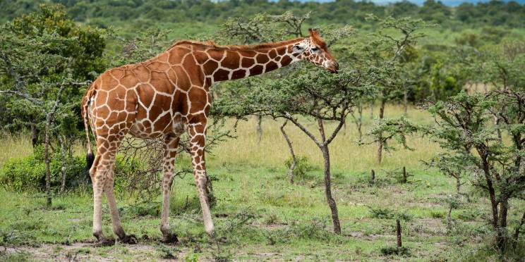 11-Day Kenya off the Beaten Track