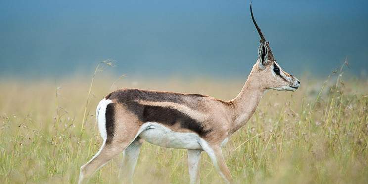 3-Day Explore Amboseli Safari