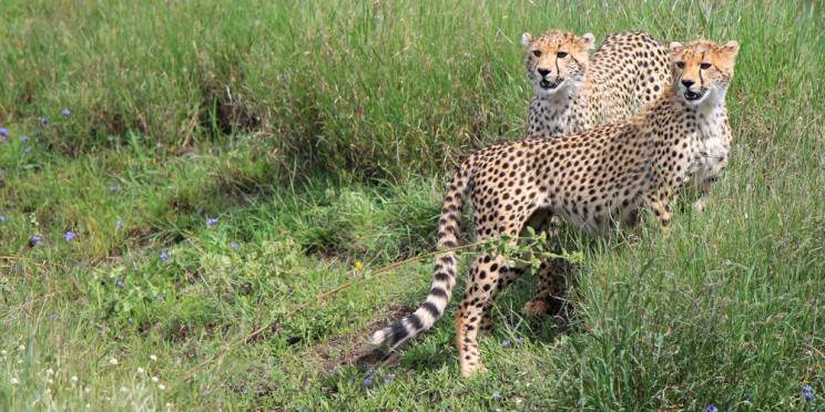 3-Day Private Budget Safari to Masai Mara Game Reserve