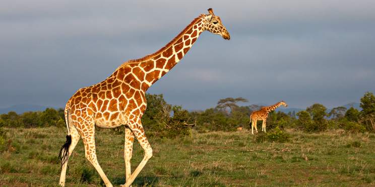 4-Day Mara & Nakuru Jeep Trek