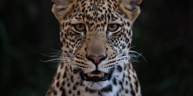 5-Day Laikipia Safari - Black Leopard/Panther Experience