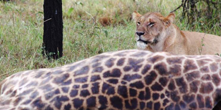 3-Day Masai Mara National Reserve - Budget Tour
