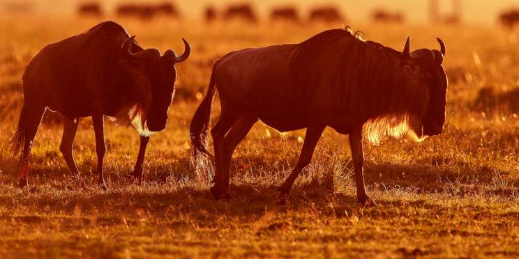 9-Day Big Kenya Safari - Mid-Range