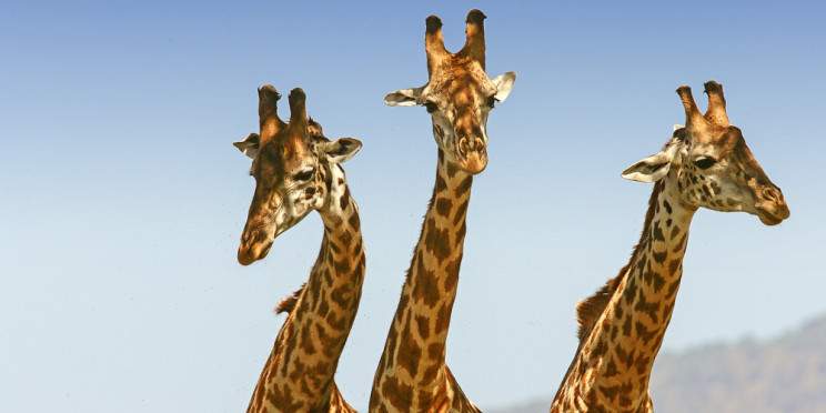 5-Day Luxury Lake Naivasha, Lake Nakuru & Masai Mara