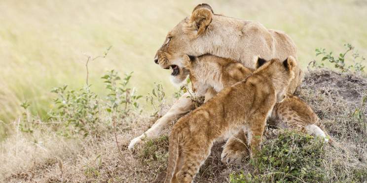 5-Day Masai Mara Amboseli Luxury Safari