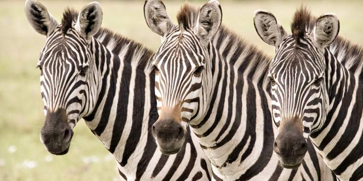 6-Day Kenya Adventure Safari