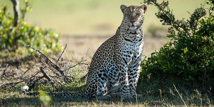 6-Day Kenya Safari on a Budget-Mara-Nakuru-Amboseli