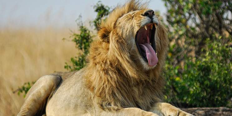 3-Day Magical Masai Mara Joining in a Safari Landcruiser