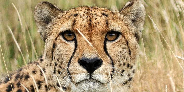 10-Day Highlights of Kenya