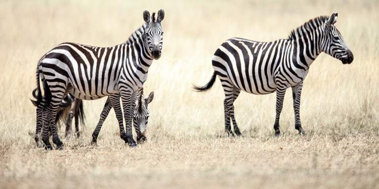 3-Day Into the Wild – Masai Mara Safari