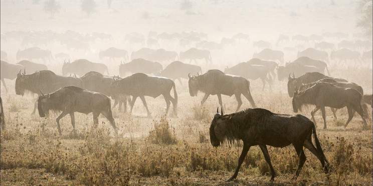 4-Day Masai Mara Lake Nakuru Budget Safari