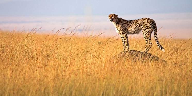 12-Day Kenya and Zanzibar Adventure for Couples