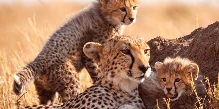 4-Day Mara & Nakuru Ultimate Group Joining Safari