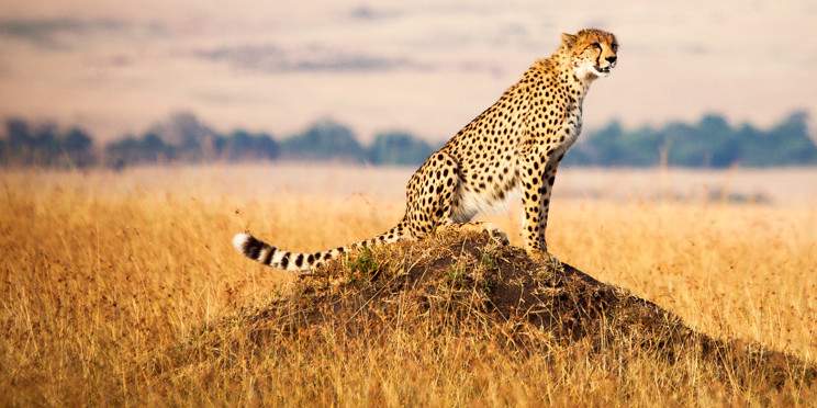 11-Day Best of Kenya and Tanzania