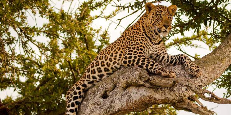 6-Day Masai Mara Honeymoon Safari - Mid Range