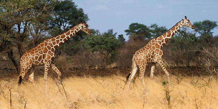 3-Day Meru National Park-Ikweta Safari Camp