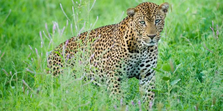 10-Day Luxury Kenya Honeymoon Safari