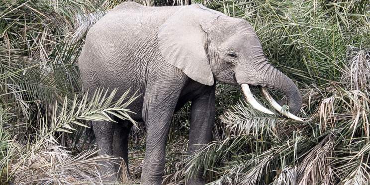 10-Day Pure Wildlife and Zanzibar Escape