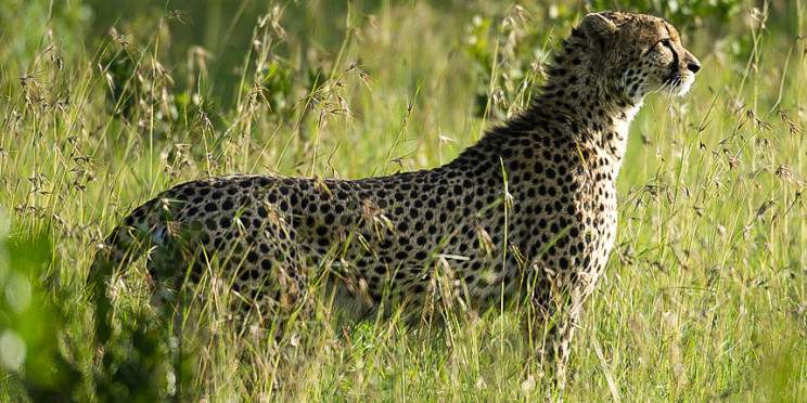 3-Day Meru National Park Wild Safari