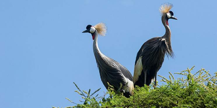 6-Day Discover Amboseli, Lake Naivasha & Masai Mara