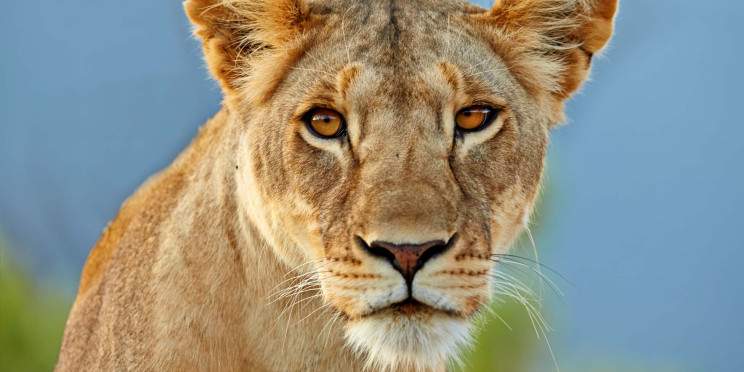 5-Day Kenya Signature Safari