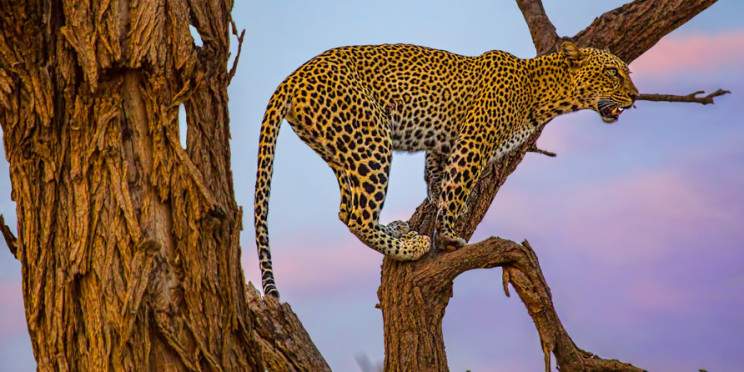 6-Day Echoes of the Wild - Luxury Camps & Bush Flights