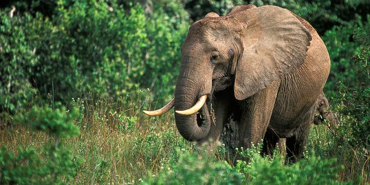 7-Day Best of Kenya Luxury Safari